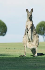 Kangaroo - Australia